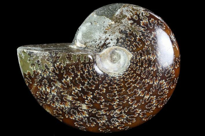 Polished, Agatized Ammonite (Cleoniceras) - Madagascar #88089